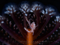 Night diving, black sand ;o) by Gregory Sin 